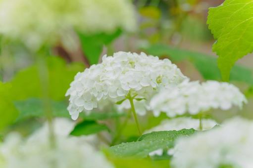 Hydrangea(59), JPG Hydrangea(59), JPG