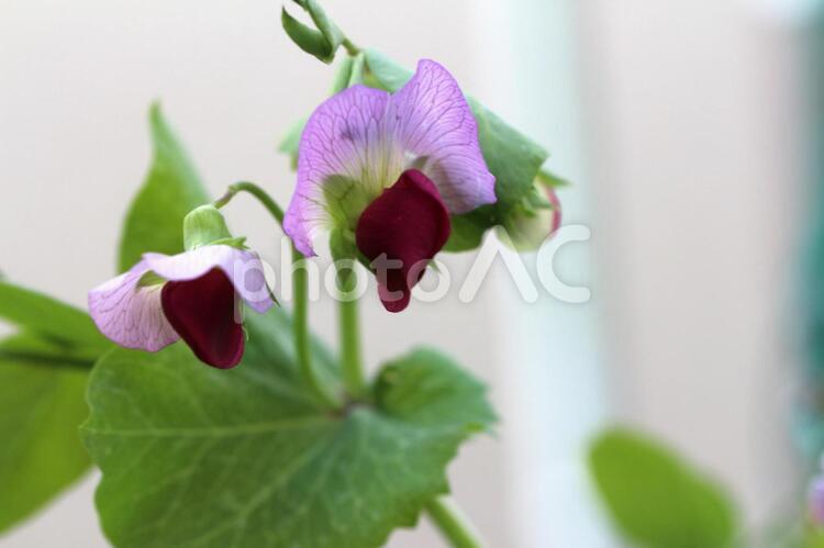 エンドウマメの歌　03 植物,花,屋外の写真素材