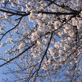 早春の桜 早春の桜の写真