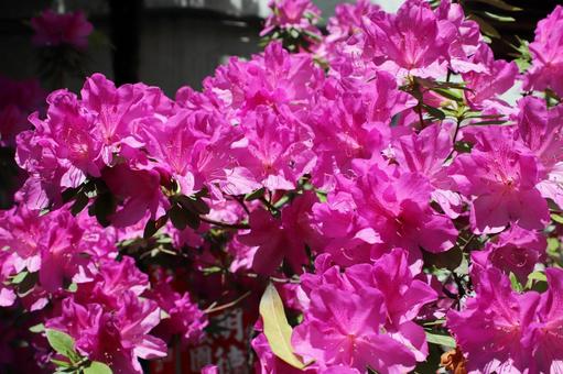 ピンクのつつじの花 ピンクのつつじの花 つつじ,花,ツツジの写真素材
