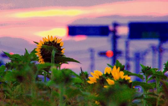 Sunflowers facing the morning sun, JPG Sunflowers facing the morning sun, JPG