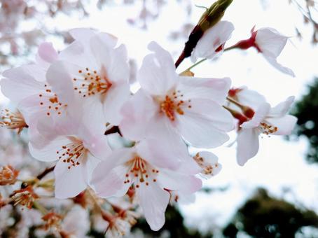 春 春の写真