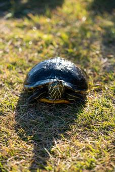 日差しを浴びるミドリガメ 亀,ミドリガメ,アカミミガメの写真素材