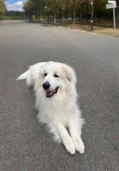 散歩中にひと休み、グレートピレニーズ 散歩中にひと休み、グレートピレニーズ 犬,イヌ,飼い犬の写真素材
