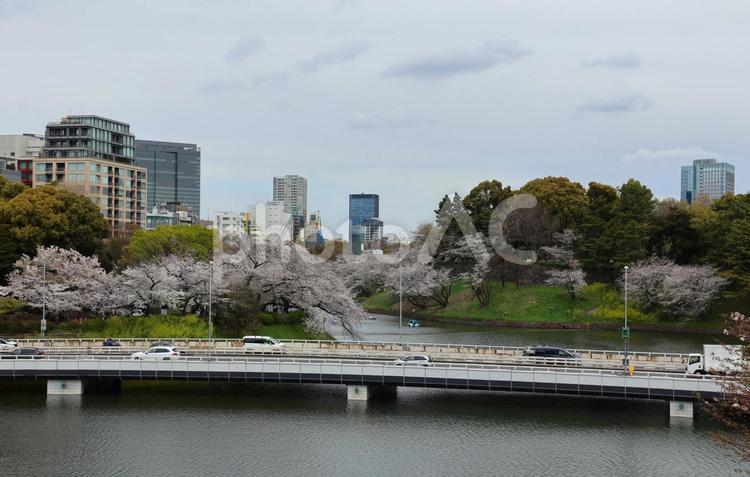 ４月上旬の皇居の濠沿いの桜 背景,桜,花の写真素材