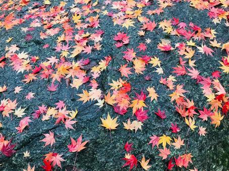 紅葉 紅葉の写真