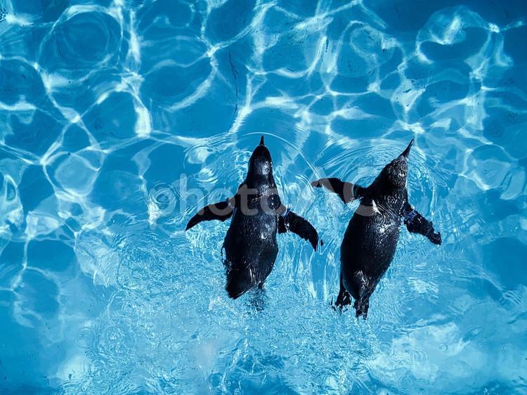 水族館　泳ぐペンギン　なかよし2羽 cool ペンギン,水族館,水泳の写真素材