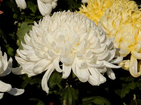 【風景写真】福山菊花展覧会の風景 キク,菊,菊花展の写真素材