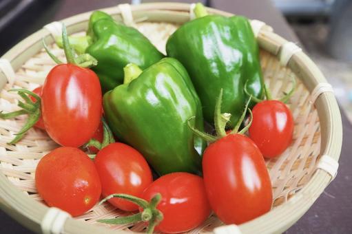 ミニトマトとピーマン ミニトマトとピーマン ミニトマト,ピーマン,夏野菜の写真素材
