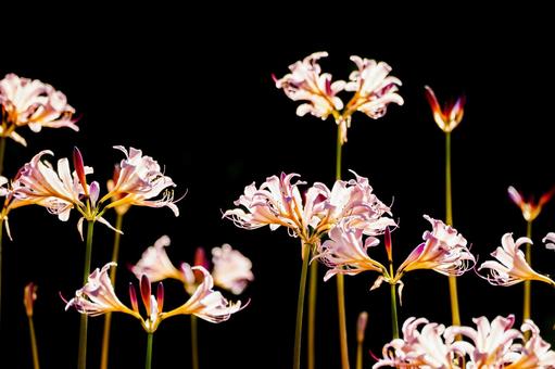 ナツズイセン⑶ ナツズイセン⑶ 花,ナツズイセン,ハダカユリの写真素材