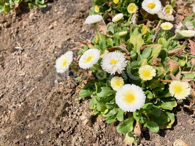 ヒナギク    ヒナギク,花,デイジーの写真素材