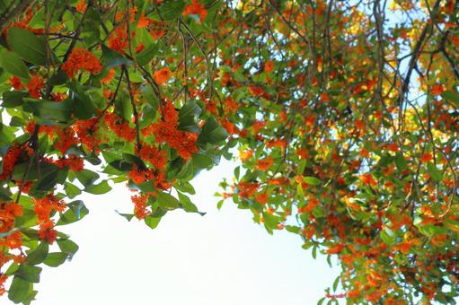 キンモクセイ　花　空 キンモクセイ,金木犀,木の写真素材