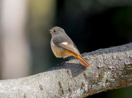 枝にとまるジョウビタキのメス 枝にとまるジョウビタキのメス ジョウビタキ,ジョビコ,ジョウビタキのメスの写真素材