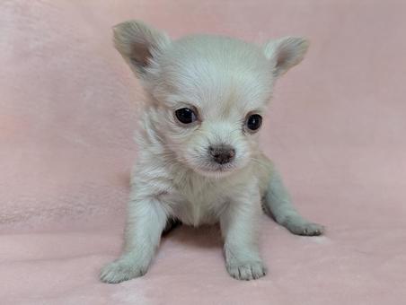 Long-coated Chihuahua puppy (cream) front, JPG Long-coated Chihuahua puppy (cream) front, JPG