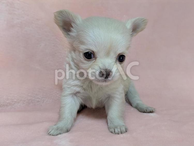 ロングコートチワワ仔犬（クリーム）正面 チワワ,犬,癒しの写真素材