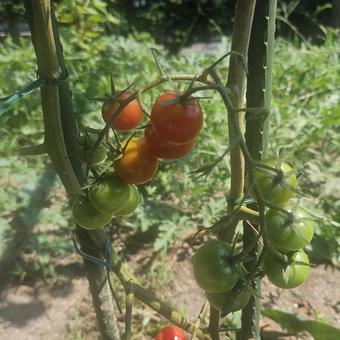 育成中ミニトマト 育成中ミニトマトの写真