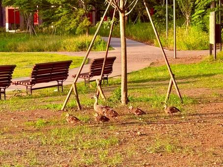 夕方の多摩中央公園と歩くカルガモの家族 夕方の多摩中央公園と歩くカルガモの家族 公園,パーク,夕方の写真素材