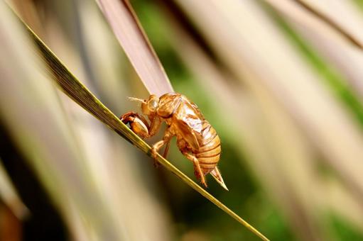 葉っぱにとまるセミの抜け殻 葉っぱにとまるセミの抜け殻 セミの抜け殻,蝉の抜け殻,抜け殻の写真素材