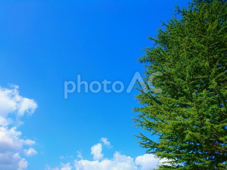 青空と雲と木 何人もありません,自然,屋外での写真素材