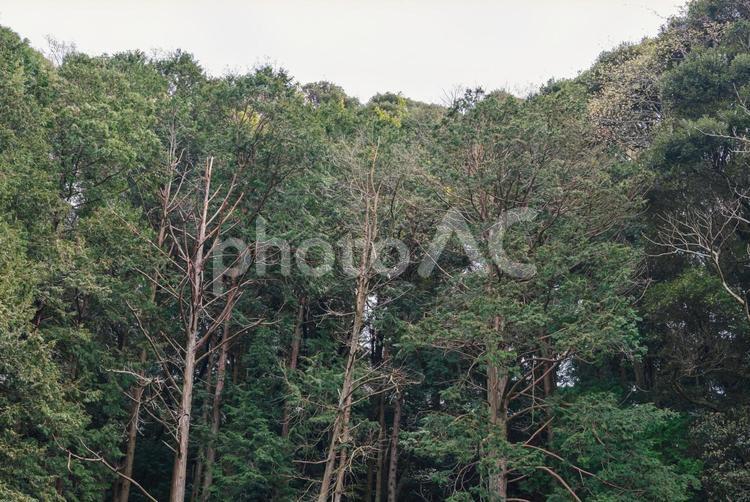 山間の鬱蒼とした森の木々 森,森林,高木の写真素材