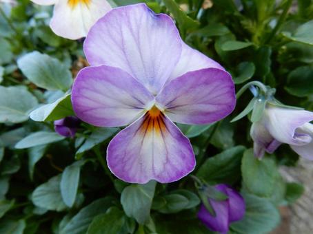 【花の写真】ピオラ ビオラ,三色菫,植物の写真素材
