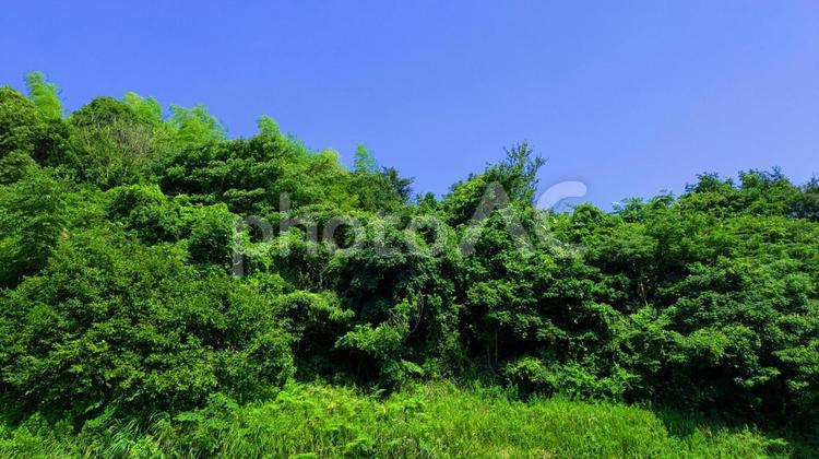緑と青空-05 背景,木々,晴天の写真素材