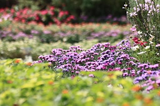 花々 花々の写真