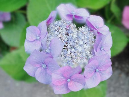 薄ピンクの紫陽花のクローズアップ背景 薄ピンクの紫陽花のクローズアップ背景の写真