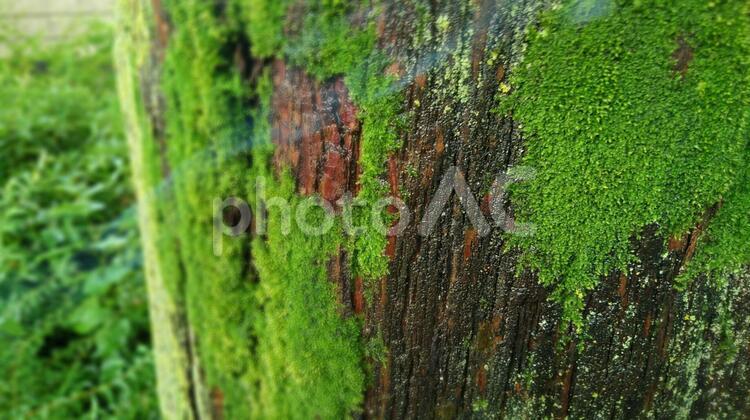 木に生えた苔01 苔,コケ,植物の写真素材