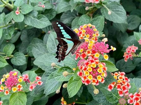 ランタナの花と蝶々 ランタナの花と蝶々 蝶,ランタナ,自然の写真素材