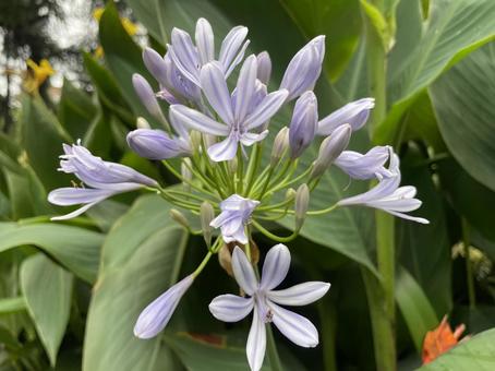 Agapanthus, JPG