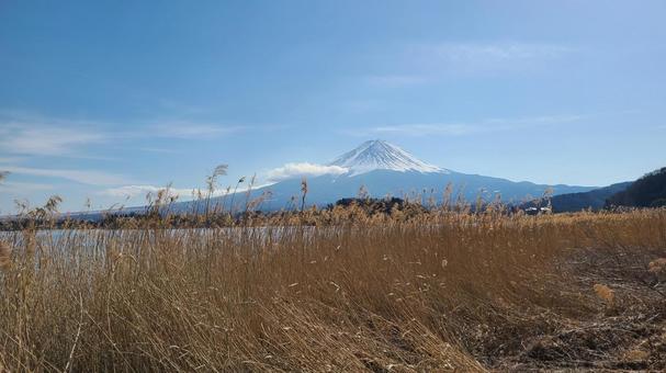 枯れ葉と富士山 富士山,河口湖,湖の写真素材