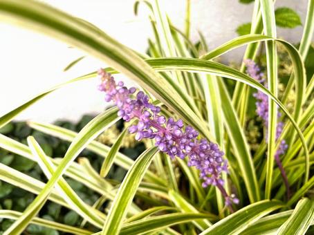 紫色のヤブランの花51 紫色のヤブランの花51の写真