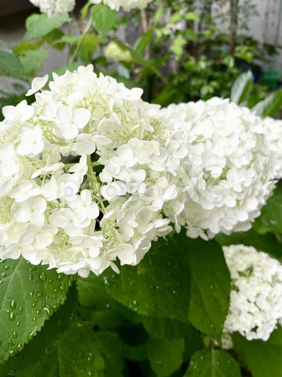 アナベル 紫陽花,西洋アジサイ,アメリカアジサイの写真素材