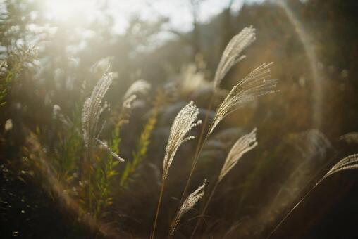 夕陽とススキの光のフレア ススキ,芒,秋の写真素材