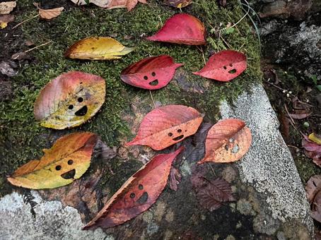 紅葉 紅葉の写真
