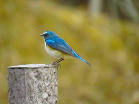 杭の上に留まるルリビタキのオス 杭の上に留まるルリビタキのオス ルリビタキ,瑠璃鶲,野鳥の写真素材
