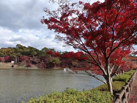 愛知県-東公園-あしのべ池と紅葉 東公園,公園,あしのべ池の写真素材