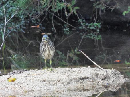 砂地に立つササゴイ 砂地に立つササゴイの写真
