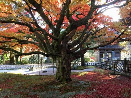 雷山千如寺の紅葉と落ち葉の絨毯 雷山千如寺の紅葉と落ち葉の絨毯 紅葉,もみじ,落ち葉の写真素材