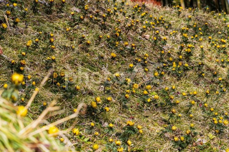 フクジュソウ⒄ 花,植物,フクジュソウの写真素材