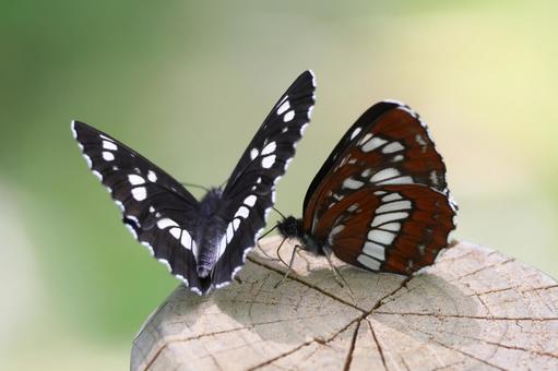 フタスジチョウ フタスジチョウ フタスジチョウ,チョウ,蝶の写真素材