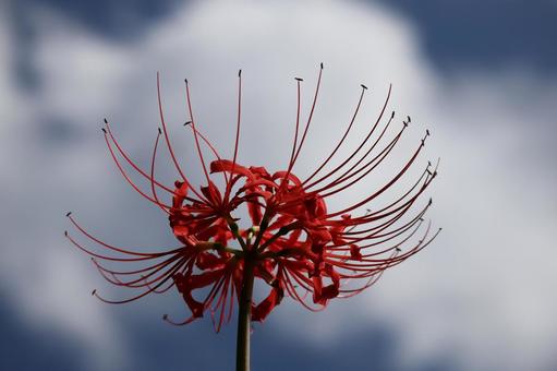 青空と白い雲をバックに赤い曼珠沙華の花 青空と白い雲をバックに赤い曼珠沙華の花 青空,白い,雲の写真素材