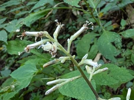 モミジガサの写真