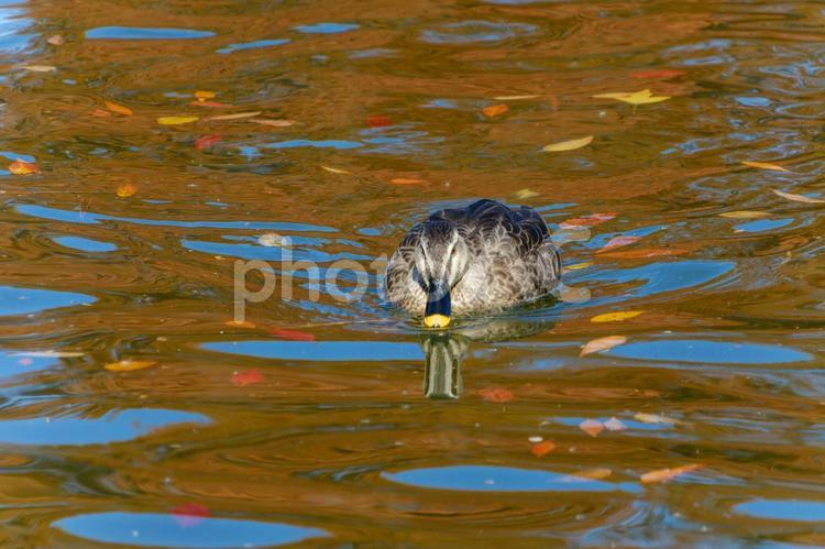 落ち葉浮かぶ池を泳ぐカルガモ カルガモ,鳥,水鳥の写真素材