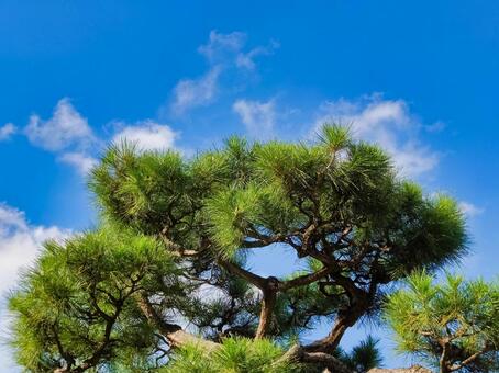 マツのの写真素材｜写真素材なら「写真AC」無料（フリー）ダウンロードOK