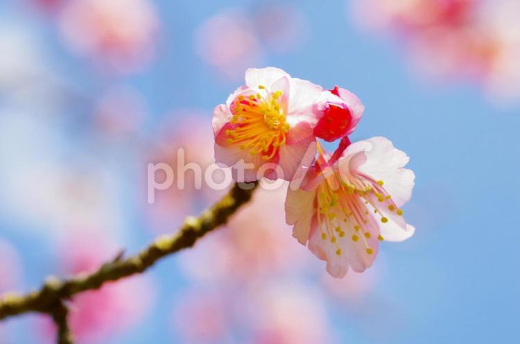 桜・暖かい春の日差し 桜,春,自然の写真素材