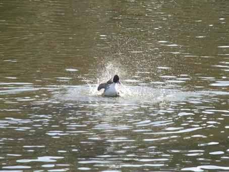 Photo, rear view, bird, wild bird, 