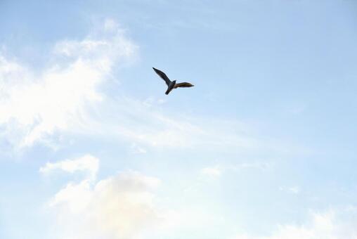 Flapping seagulls, seagull, flapping, large sky, JPG