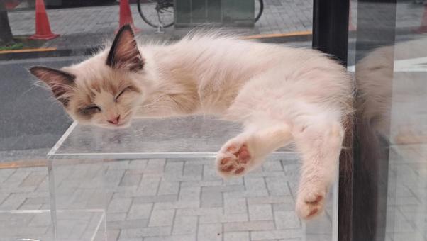 うたた寝する猫 猫,可愛い,ペットの写真素材